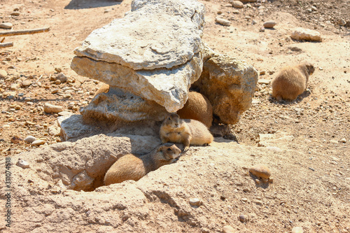 Perros de la pradera junto a su madriguera