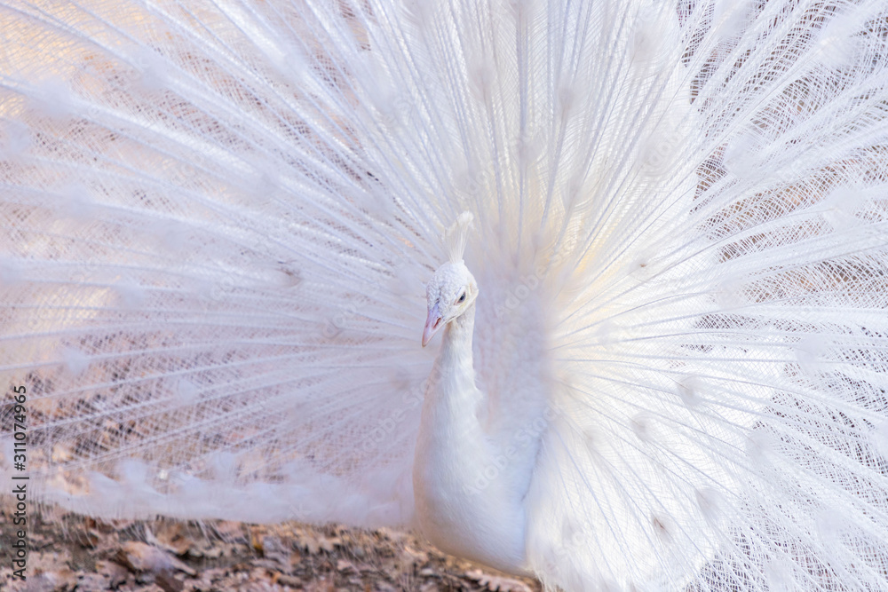 Obraz premium Elegant white color peacock
