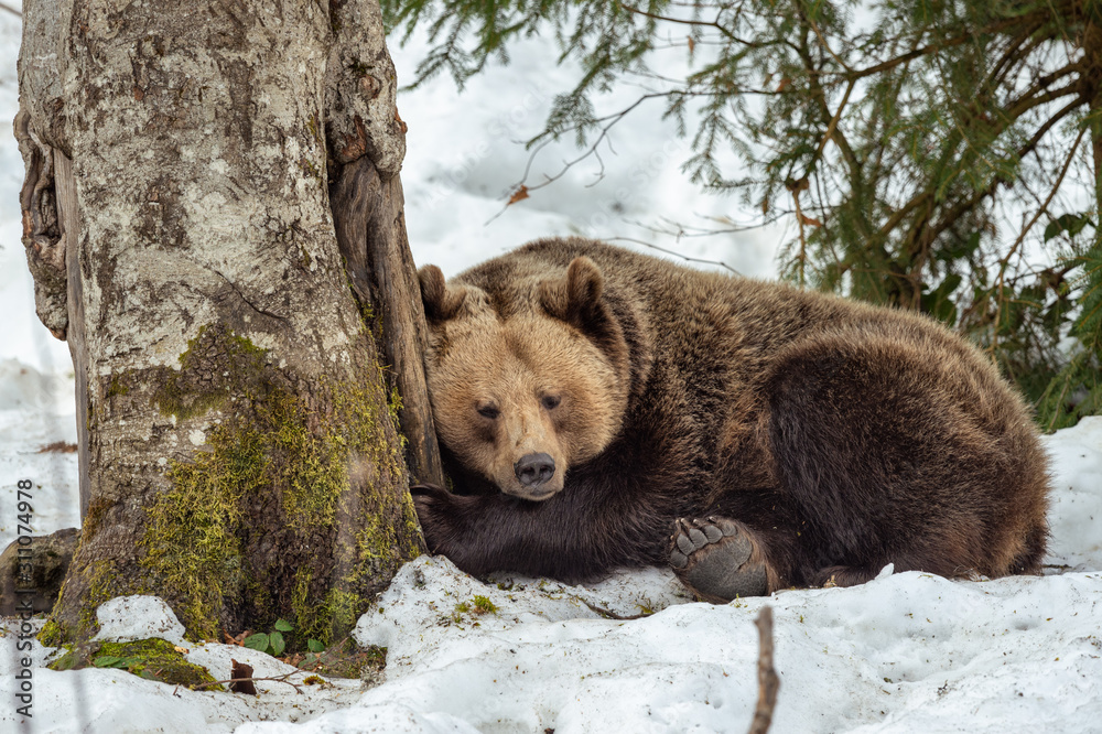 Obraz premium Schlafender Braunbär gegen Baumstamm gelehnt in Winterlandschaft