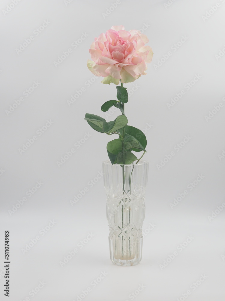 Obraz premium Curly rose in the glass