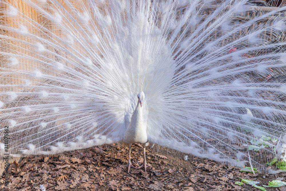Obraz premium Elegant white color peacock