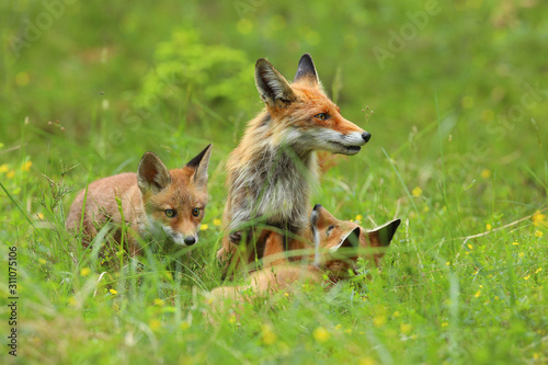 Fox with little baby foxes during spring sitting in green grass