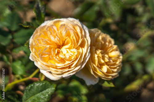 Crown Princess Margareta rose flower in the field. Flower bloom Color: Apricot and apricot blend photo