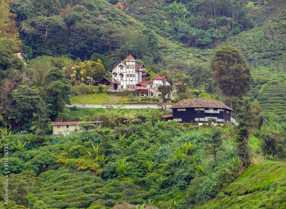 Tea plantation in Malaysia