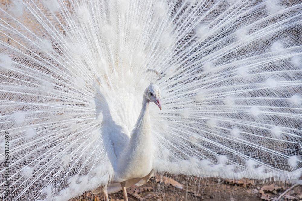 Elegant white color peacock