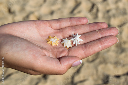 hand holding seashells on the beach with sandy background on a sunny day.