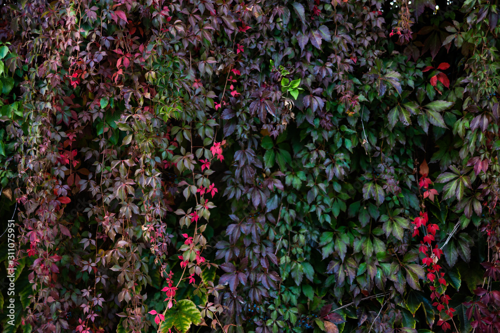 Wall ivy background texture multicolor leaves defocus Wall ivy background texture multicolor leaves defocus