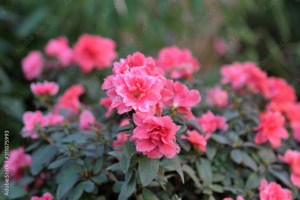 Picturesque blossoming of a beautiful flower in the winter in the greenhouse