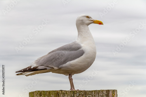 resting seagull