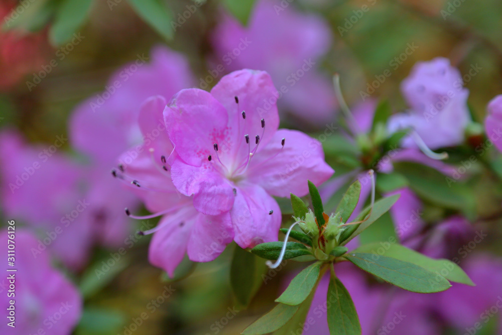 Picturesque blossoming of a beautiful flower in the winter in the greenhouse Picturesque blossoming of a beautiful flower in the winter in the greenhouse