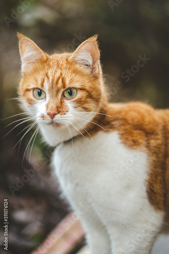 Cat that sees a threat is preparing for a jump, a cats emotions close up. Cloudy day. Shallow depth of the field