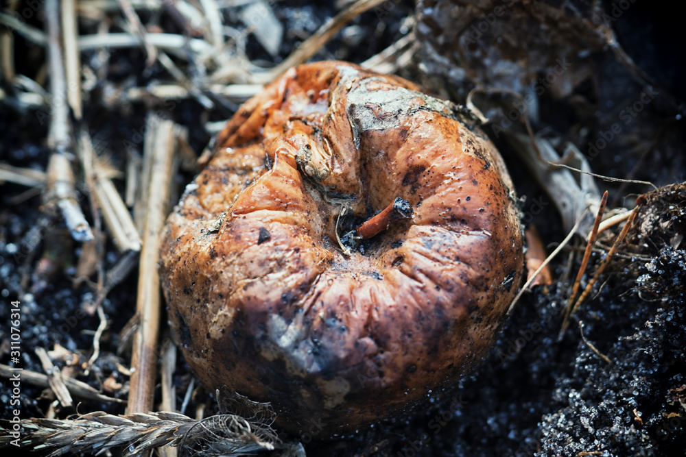 Old faded fruit that has not been picked Old faded fruit that has not been picked