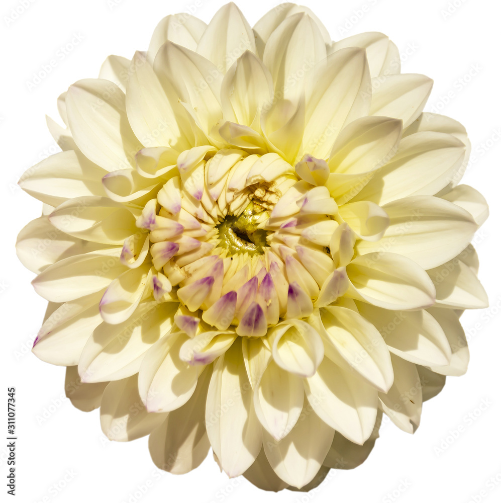 one white flower isolated top view