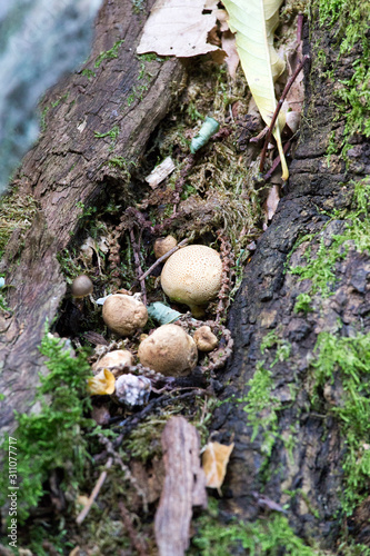 Picture of mushroom taken in Valtellina photo