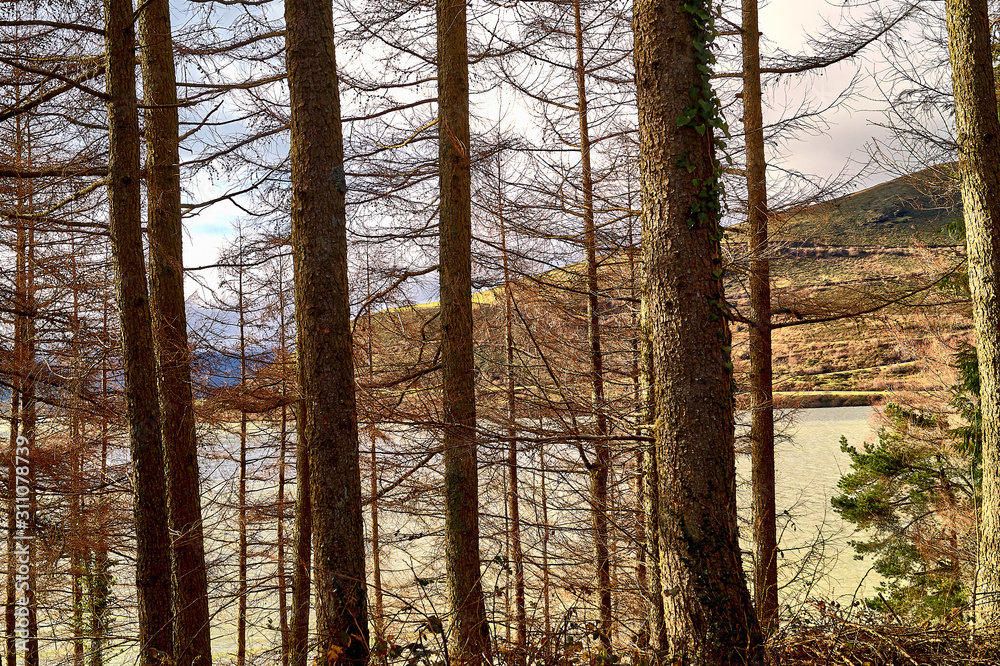 Fototapeta premium Árboles muy altos de un bosque con lago al fondo