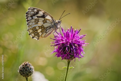 Female of marbled white butterfly sitting on purple knapweed flower on a summer sunny day. Blurry green background. © Lioneska