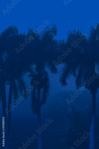 palm trees in the fog 3 , cuba photo