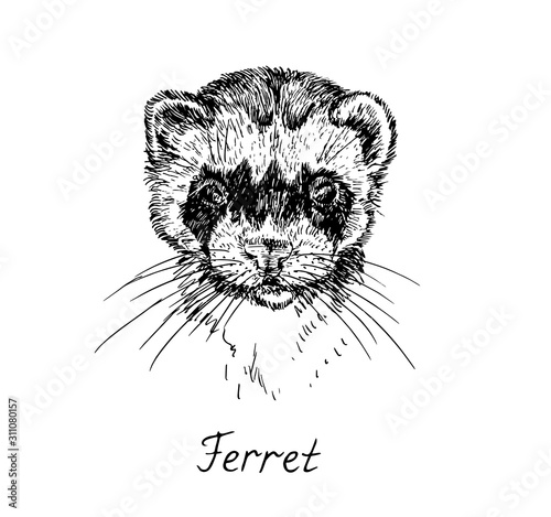 Ferret face, with inscription, hand drawn doodle, sketch in pop art style, vector illustration