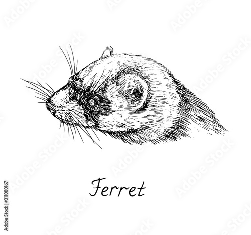 Ferret face side view, with inscription, hand drawn doodle, sketch in pop art style, vector illustration