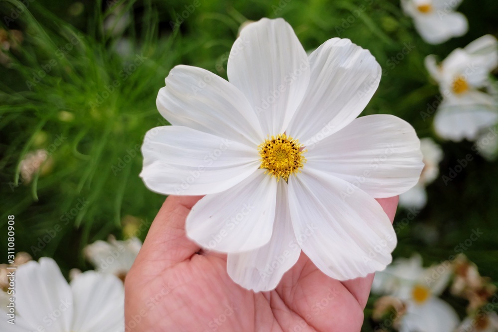 A sweet white comos flower in a female hand with blurred a flora botanical garden and green nature A sweet white comos flower in a female hand with blurred a flora botanical garden and green nature