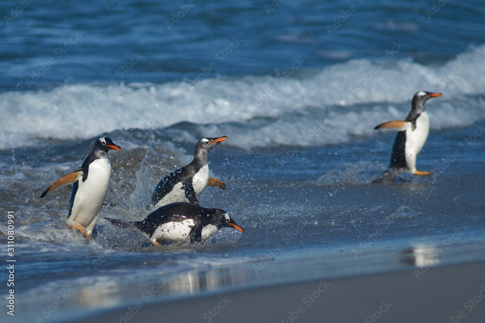 Fototapeta premium Gentoo Penguins (Pygoscelis papua) coming ashore after feeding at sea on Sea Lion Island in the Falkland Islands.