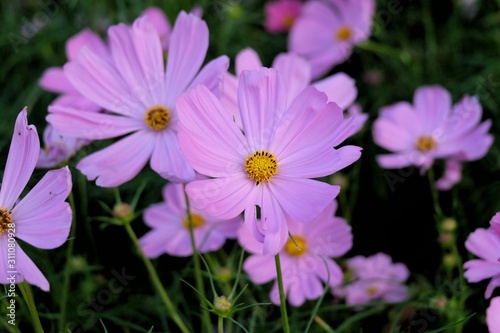 A group of sweet pink cosmos flower blossom in a garden with green nature background