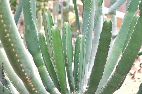 Close up a large cactus growing us glass house with desert area background 