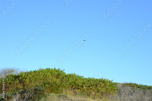 Blue Sky and birds