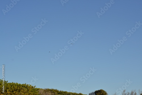 Blue Sky and birds