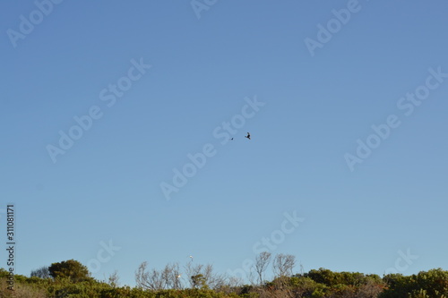 Blue Sky and birds