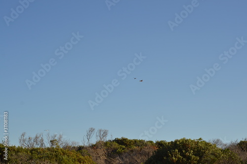 Blue Sky and birds