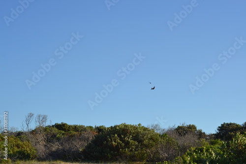 Blue Sky and birds