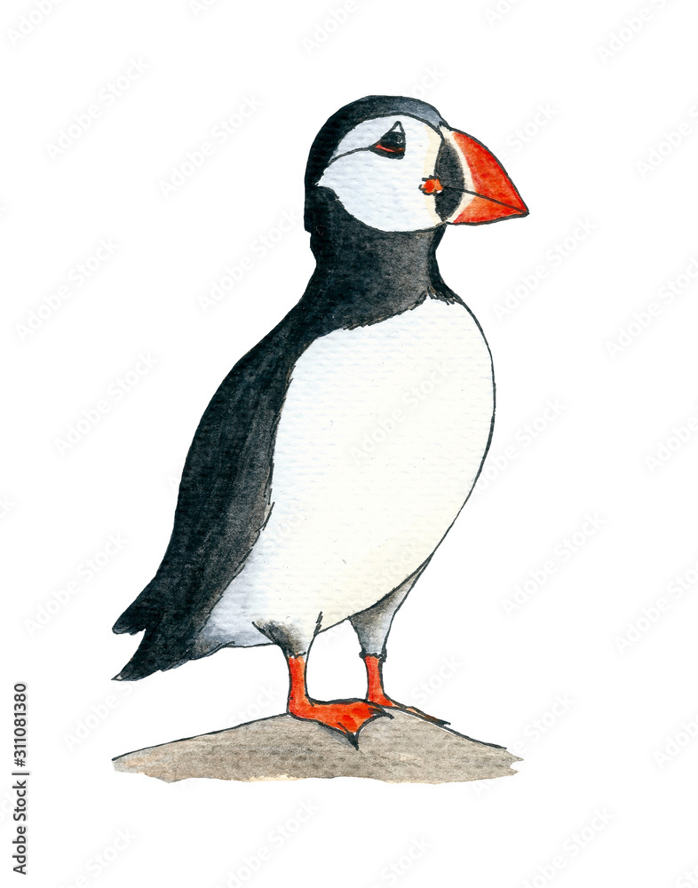 How to Draw a Puffin Bird  YouTube