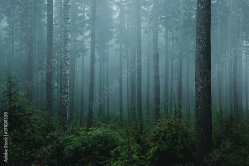Foggy Forest