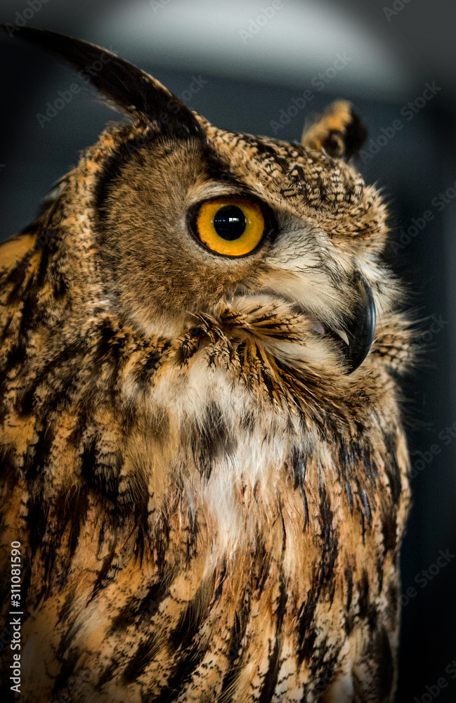 Fototapeta premium great horned owl close up