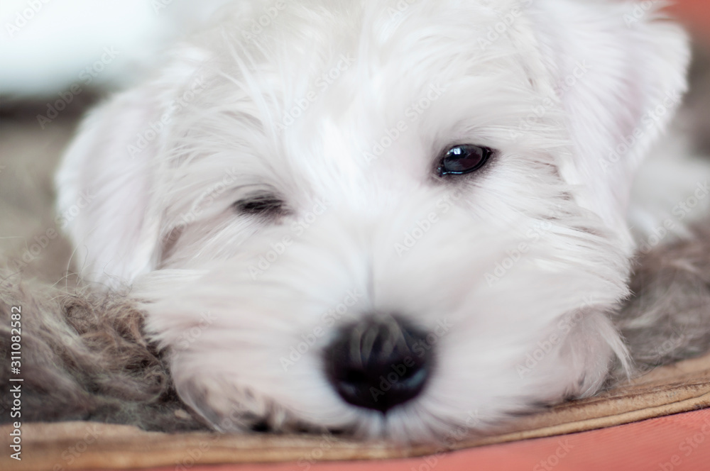 Portrait of a sleeping white puppy close-up. Slumbering puppy Portrait of a sleeping white puppy close-up. Slumbering puppy