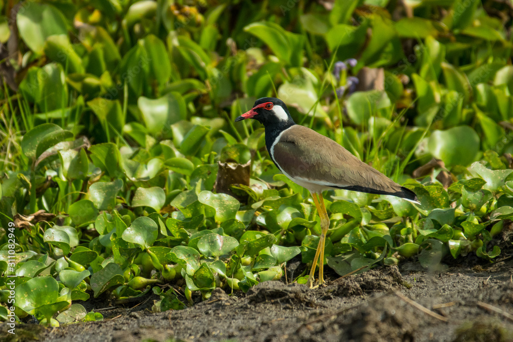 Naklejka premium Black-necked Lapwing / Vanellus indicus atronuchalis