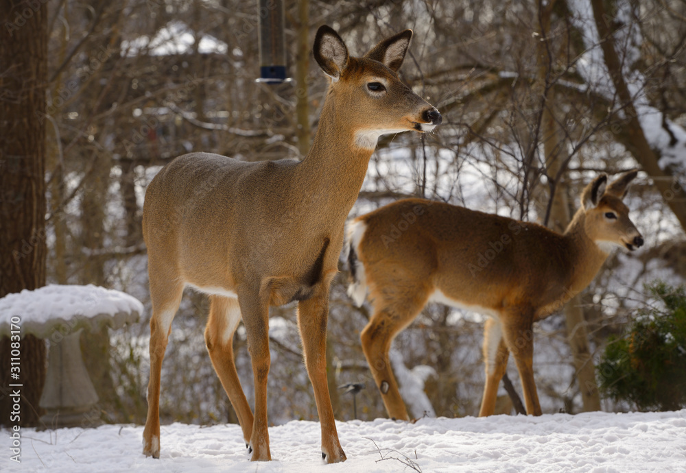 Two female White Tailed deer at a Toronto backyard bird feeder in winter