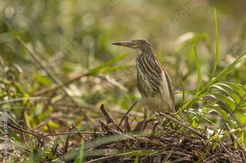 Chinese pond heron / Ardeola bacchus