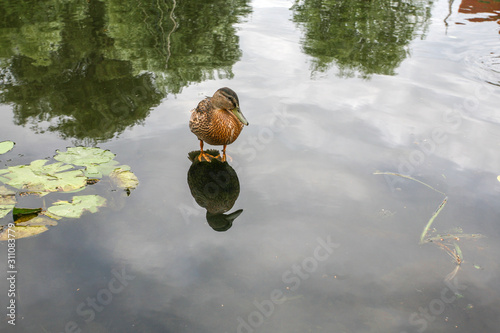 duck stands in water