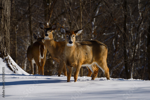 Obraz na plátne Afternoon sun on three female White Tailed deer in winter in a backyard ravine i