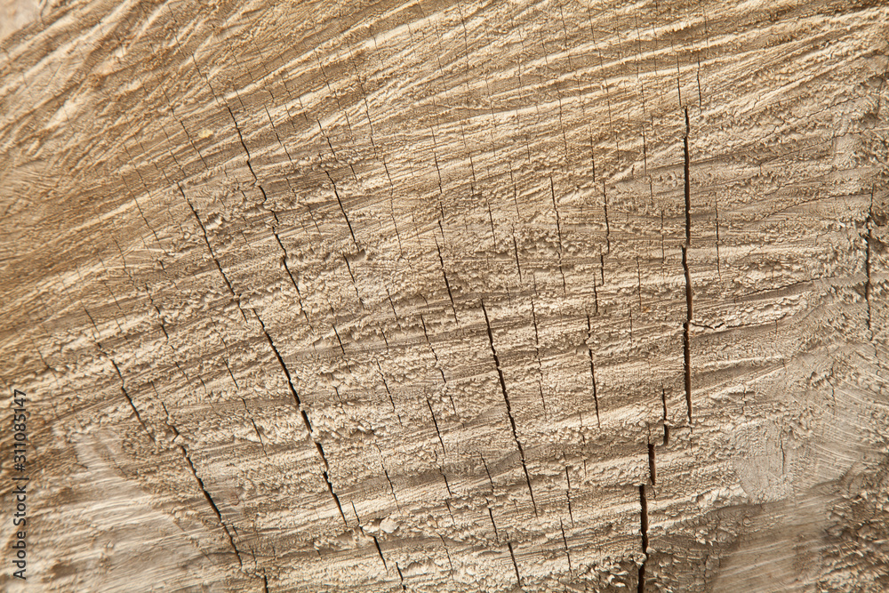 Fototapeta premium Old rich broken tree background with many cracks.