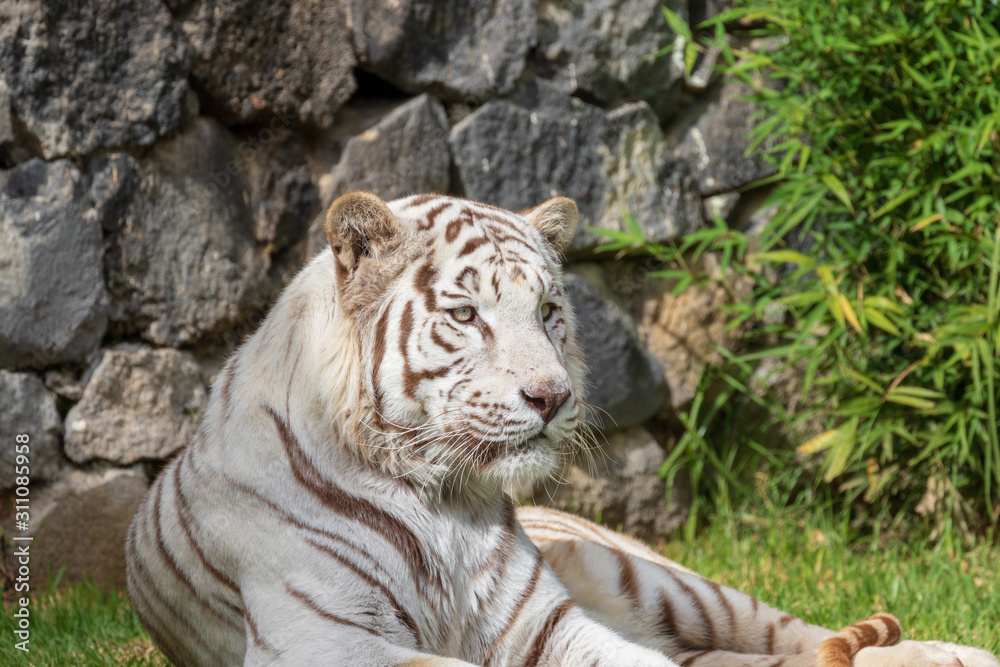 white tiger lying on the grass white tiger lying on the grass