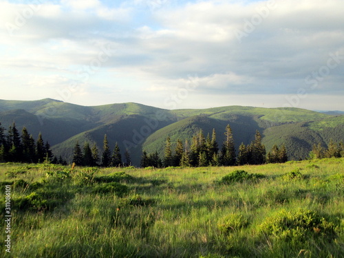 Incredibly beautiful mountains with spruce forests