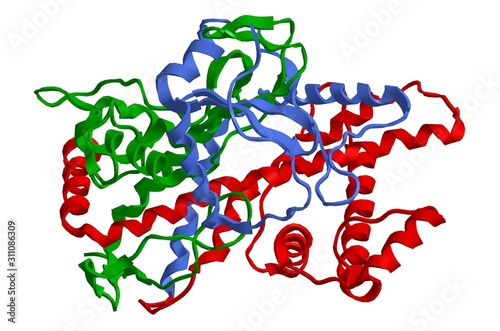 Molecular structure of Cytochrome P450, important hormone photo
