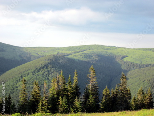 Incredibly beautiful mountains with spruce forests