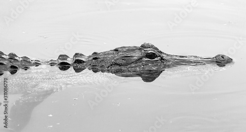 Florida Keys alligator