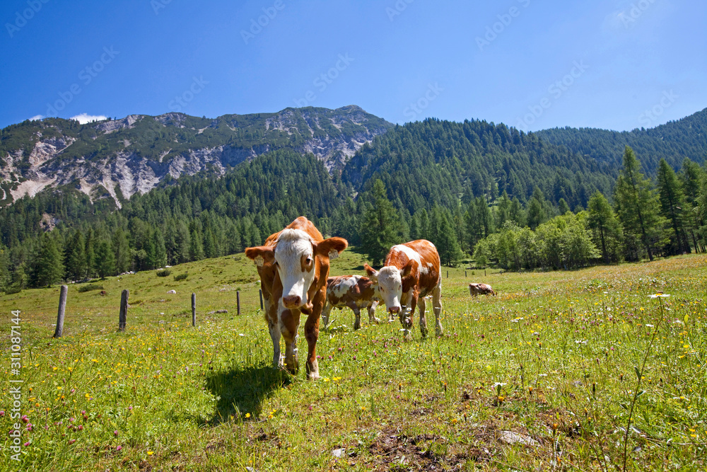 Obraz premium Kühe und Kälber
