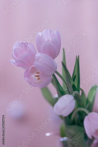 Fototapeta Naklejka Na Ścianę i Meble -  Bouquet of tender pink tulips on a purple blurred background.