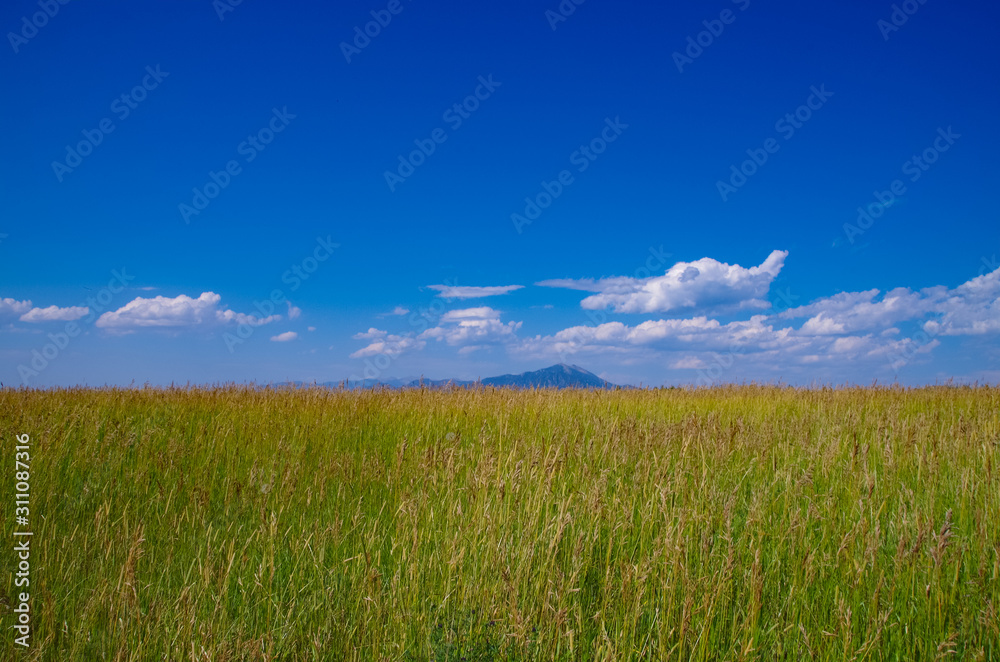 Field with Mountain under Blue Skies in Montana